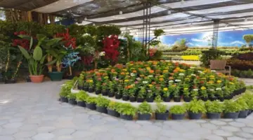 «لكل لون معنى ومغنى».. دليلك الشامل لزيارة معرض زهور الربيع 2026 في الدقي